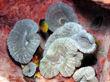 Spiny Flower Coral - Mussa angulosa - Cozumel, Mexico