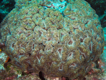 Spiny Flower Coral - Mussa angulosa - Bonaire