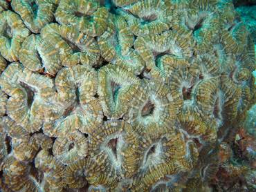 Spiny Flower Coral - Mussa angulosa - Bonaire