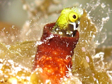 Spinyhead Blenny - Acanthemblemaria spinosa - Grand Cayman