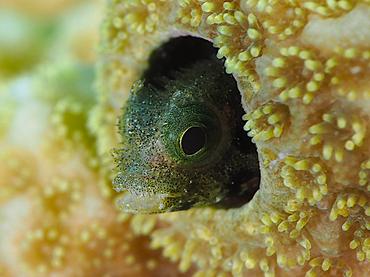 Spinyhead Blenny - Acanthemblemaria spinosa - British Virgin Islands