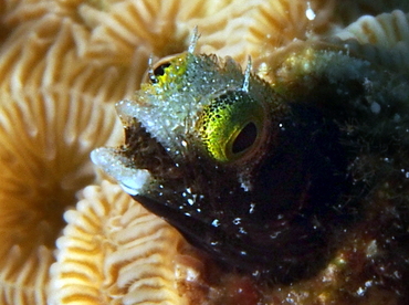 Spinyhead Blenny - Acanthemblemaria spinosa - Cozumel, Mexico