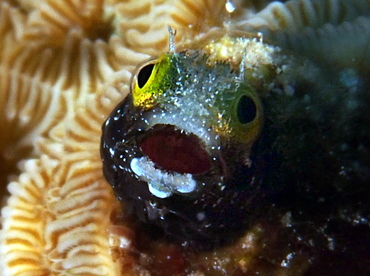 Spinyhead Blenny - Acanthemblemaria spinosa - Cozumel, Mexico