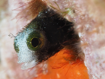 Spinyhead Blenny - Acanthemblemaria spinosa - Turks and Caicos