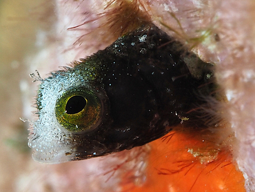 Spinyhead Blenny - Acanthemblemaria spinosa - Turks and Caicos