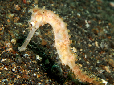 Thorny seahorse - Hippocampus histrix - Lembeh Strait, Indonesia