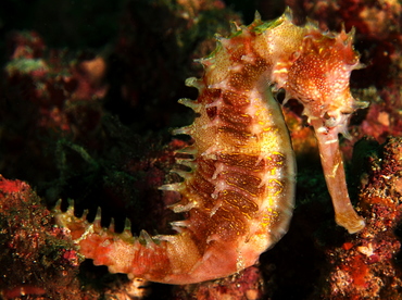 Thorny seahorse - Hippocampus histrix - Bali, Indonesia
