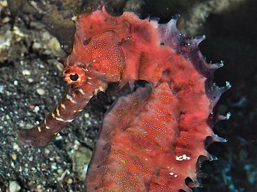 Thorny seahorse - Hippocampus histrix - Bali, Indonesia