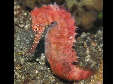 Thorny seahorse - Hippocampus histrix - Bali, Indonesia