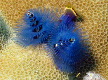 Indo-Pacific Christmas Tree Worm - Spirobranchus corniculatus - Palau