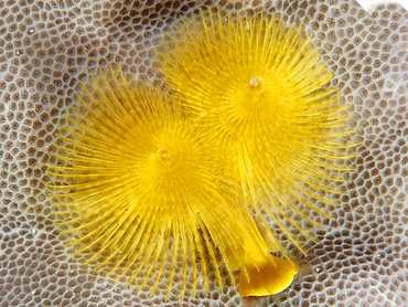 Indo-Pacific Christmas Tree Worm - Spirobranchus corniculatus - Great Barrier Reef, Australia