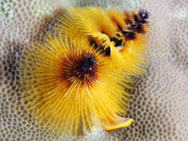 Indo-Pacific Christmas Tree Worm - Spirobranchus corniculatus - Great Barrier Reef, Australia