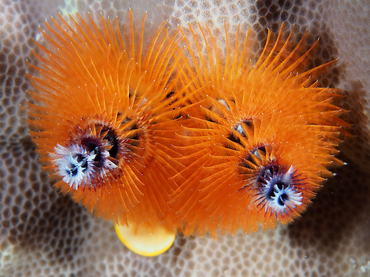 Indo-Pacific Christmas Tree Worm - Spirobranchus corniculatus - Great Barrier Reef, Australia