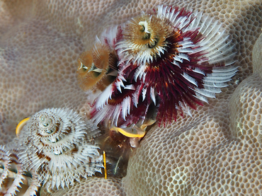 Indo-Pacific Christmas Tree Worm - Spirobranchus corniculatus - Great Barrier Reef, Australia