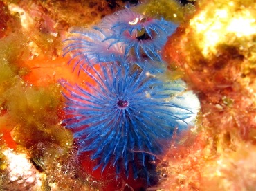 Indo-Pacific Christmas Tree Worm - Spirobranchus corniculatus - Lanai, Hawaii