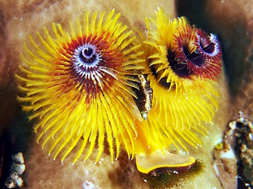 Indo-Pacific Christmas Tree Worm - Spirobranchus corniculatus - Fiji