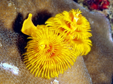 Indo-Pacific Christmas Tree Worm - Spirobranchus corniculatus - Anilao, Philippines