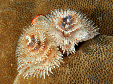 Indo-Pacific Christmas Tree Worm - Spirobranchus corniculatus - Wakatobi, Indonesia