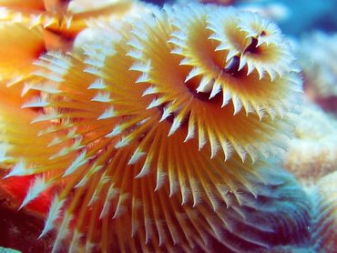 Christmas Tree Worm - Spirobranchus giganteus - Aruba