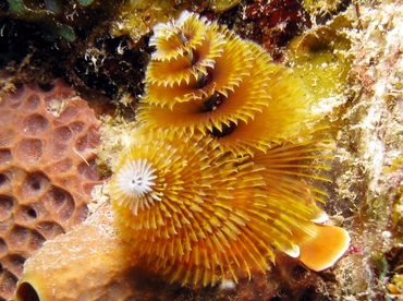 Christmas Tree Worm - Spirobranchus giganteus - Grand Cayman