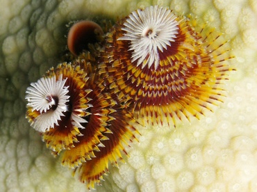 Christmas Tree Worm - Spirobranchus giganteus - Grand Cayman