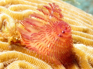 Christmas Tree Worm - Spirobranchus giganteus - Belize