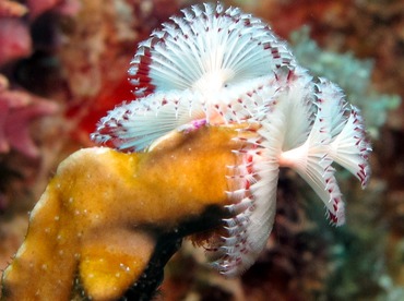 Christmas Tree Worm - Spirobranchus giganteus - Bonaire