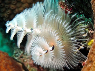 Christmas Tree Worm - Spirobranchus giganteus - Bonaire