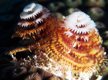 Christmas Tree Worm - Spirobranchus giganteus - Turks and Caicos