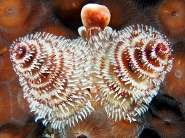 Christmas Tree Worm - Spirobranchus giganteus - The Exumas, Bahamas