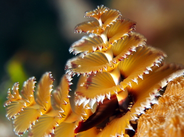 Christmas Tree Worm - Spirobranchus giganteus - The Exumas, Bahamas