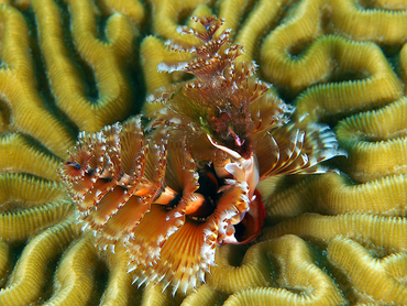 Christmas Tree Worm - Spirobranchus giganteus - Cozumel, Mexico