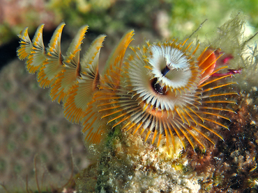 Christmas Tree Worm - Spirobranchus giganteus - Turks and Caicos