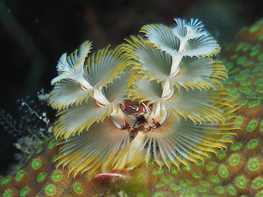 Christmas Tree Worm - Spirobranchus giganteus - Bonaire