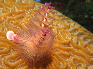 Christmas Tree Worm - Spirobranchus giganteus - Roatan, Honduras