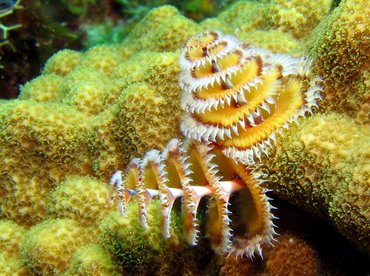 Christmas Tree Worm - Spirobranchus giganteus - Roatan, Honduras