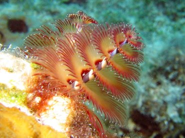 Christmas Tree Worm - Spirobranchus giganteus - Turks and Caicos