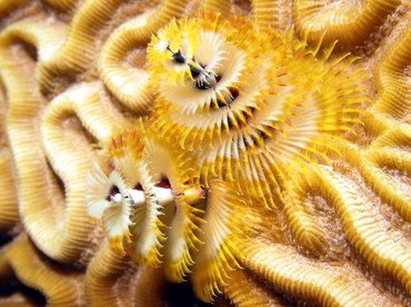 Christmas Tree Worm - Spirobranchus giganteus - Grand Cayman