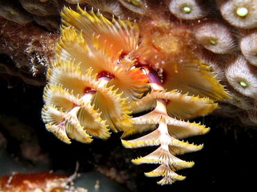 Christmas Tree Worm - Spirobranchus giganteus - Nassau, Bahamas