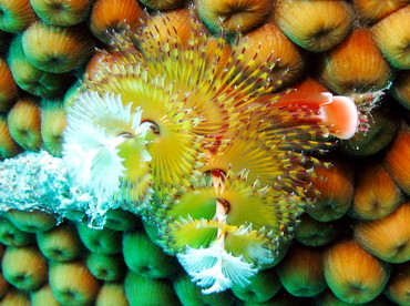 Christmas Tree Worm - Spirobranchus giganteus - Nassau, Bahamas