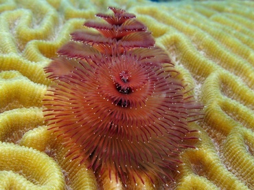 Christmas Tree Worm - Spirobranchus giganteus - Belize