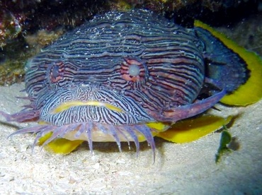 Splendid Toadfish - Sanopus splendidus - Cozumel, Mexico