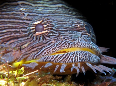 Splendid Toadfish - Sanopus splendidus - Cozumel, Mexico