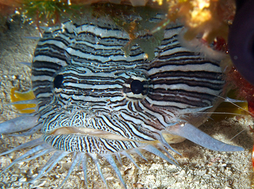 Splendid Toadfish - Sanopus splendidus - Cozumel, Mexico