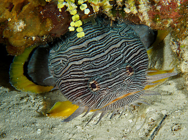 Splendid Toadfish - Sanopus splendidus - Cozumel, Mexico