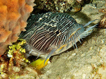 Splendid Toadfish - Sanopus splendidus - Cozumel, Mexico