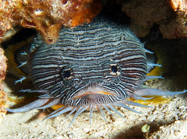 Splendid Toadfish - Sanopus splendidus - Cozumel, Mexico