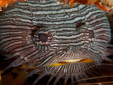 Splendid Toadfish - Sanopus splendidus - Cozumel, Mexico