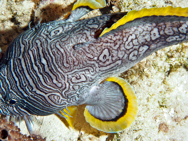 Splendid Toadfish - Sanopus splendidus - Cozumel, Mexico