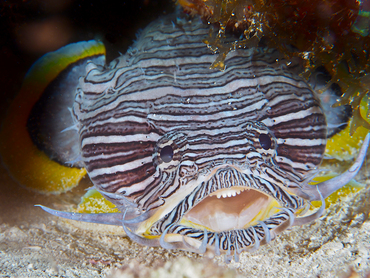 Splendid Toadfish - Sanopus splendidus - Cozumel, Mexico